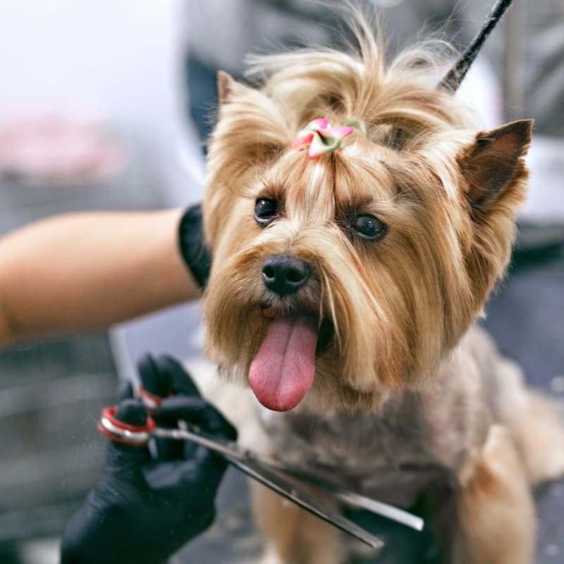 3 Essential Dog Grooming Practices for Pet Health