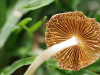shroom edibles